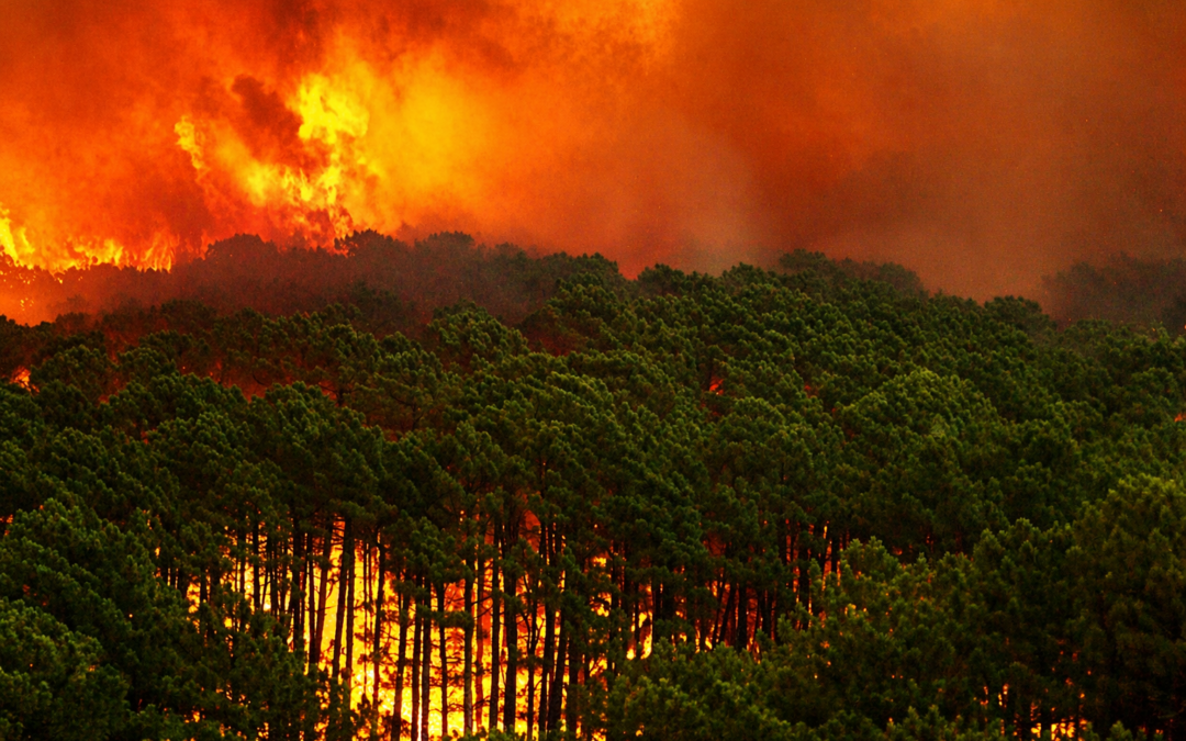 Charla «Cuando el monte arde: realidad, mito y estrategia contra el fuego»